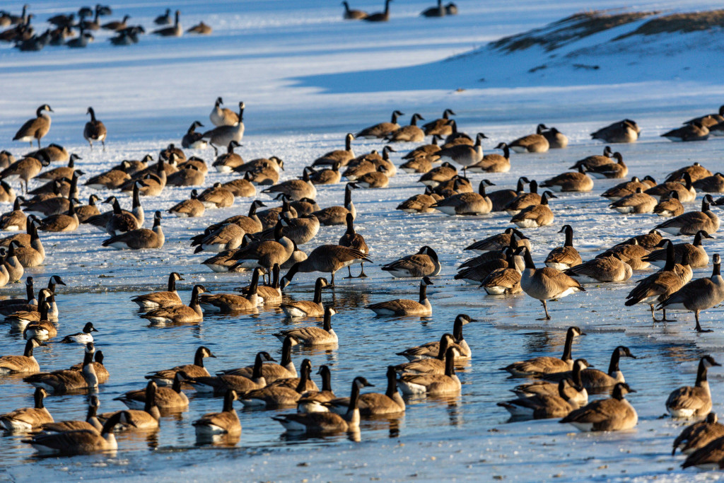 Geese float together on the small bit of open water on a frozen pond