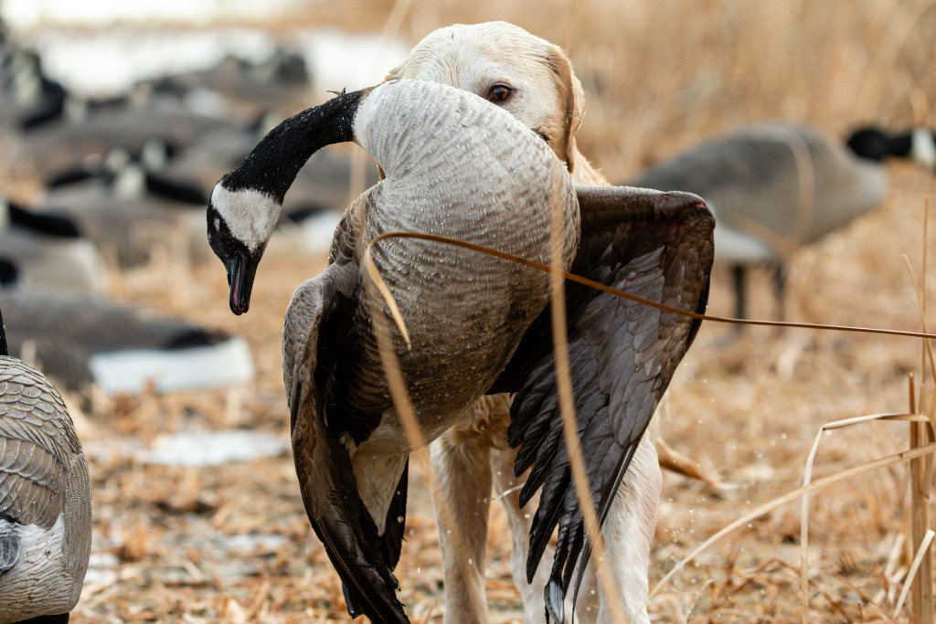 A tan lab carries a harvested goose in its mouth