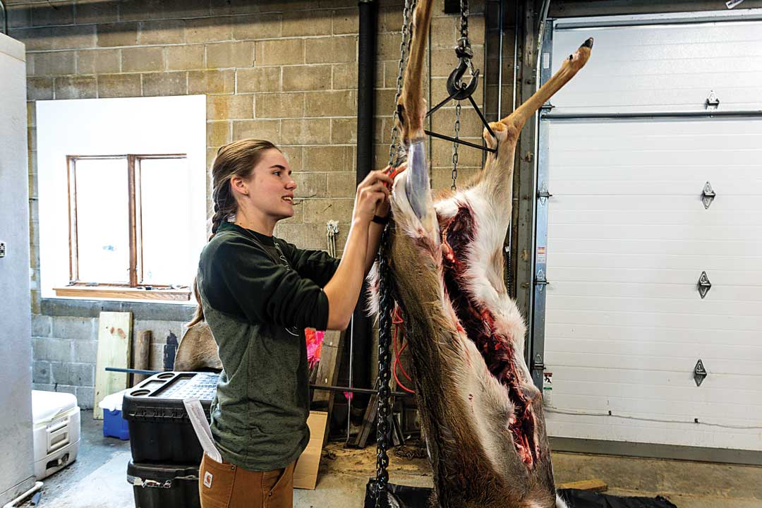 A young woman skinning a hung deer.