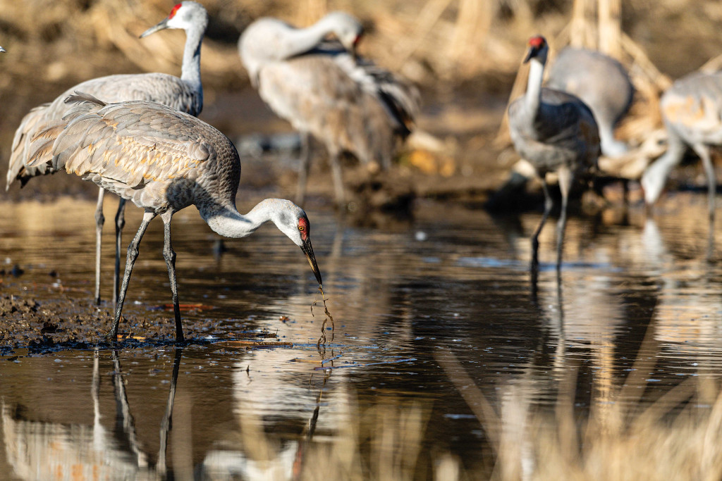 Sandhill cranes feeding in stream