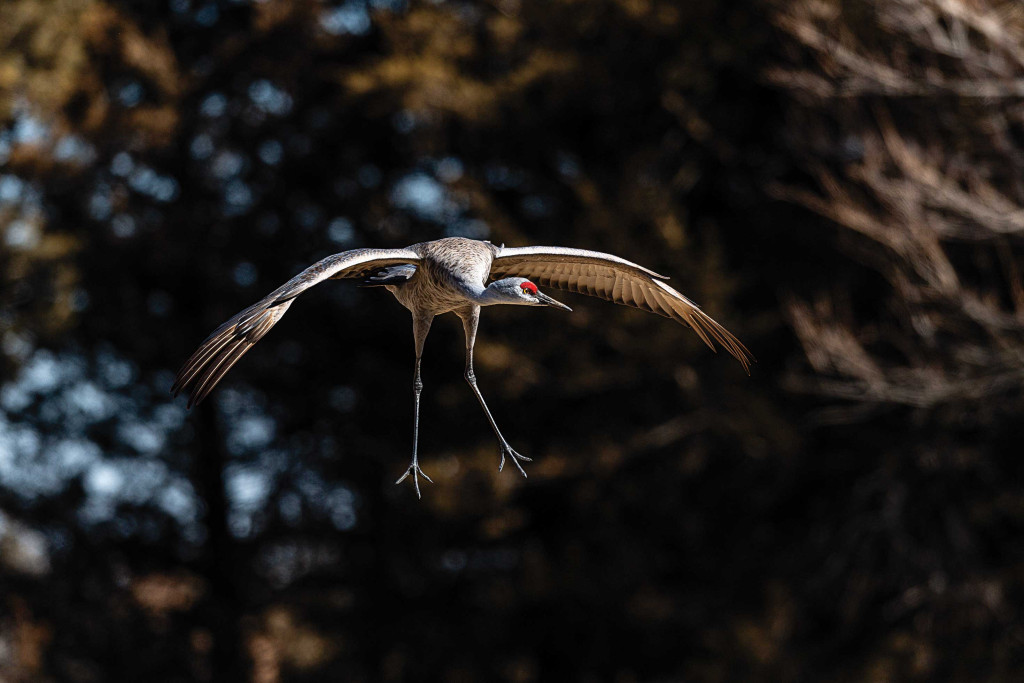 Sandhill crane landing