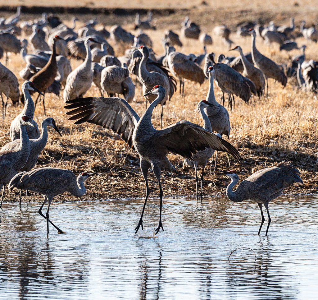 Sandhill crane dancing