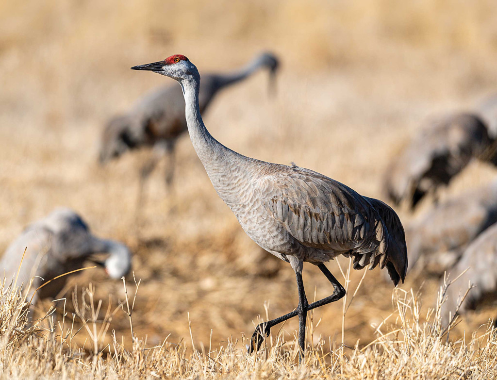 Sandhill crane