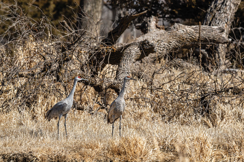 Sandhill cranes near woodland