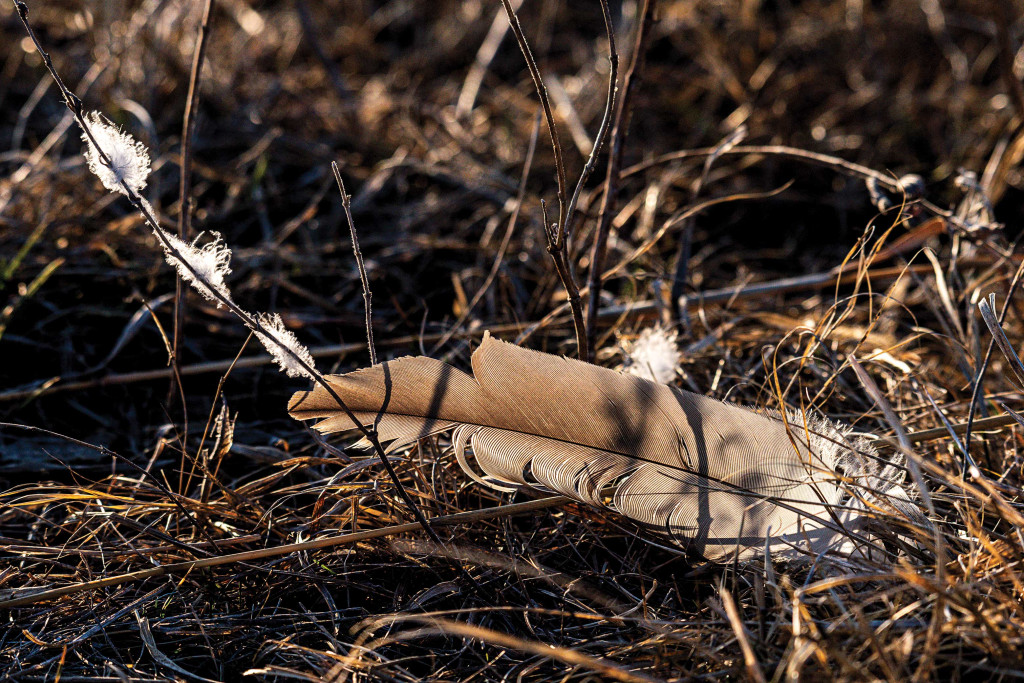 Sandhill crane feather