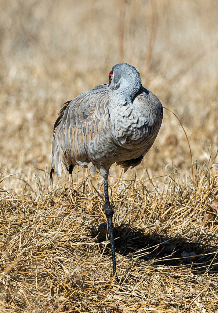 Sandhill crane sleeping