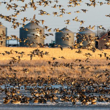 wetland ducks migration