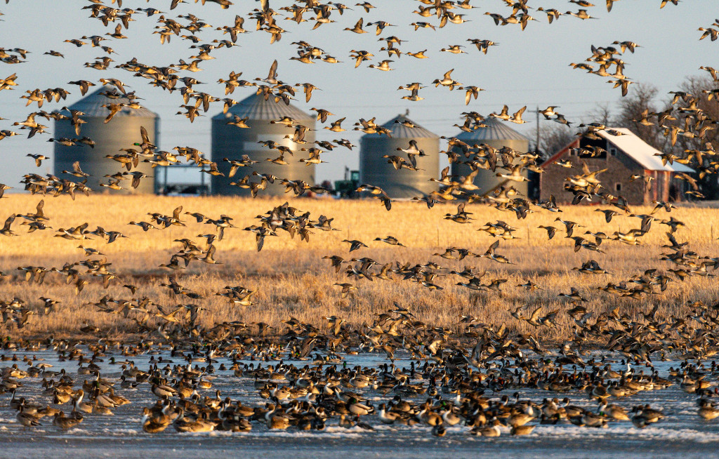 wetland ducks migration