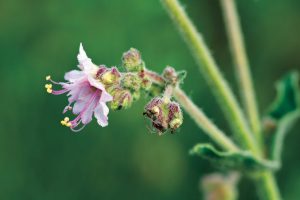 A close-up view of the pink flowers of the hairy four o’clock plant in bloom.