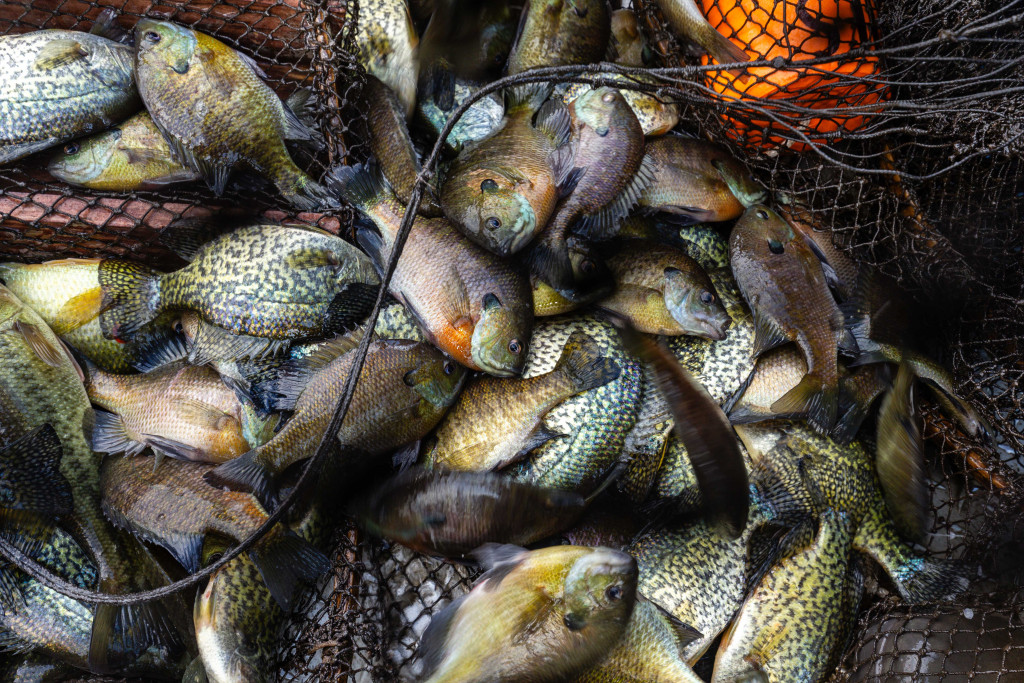 A pile of fish from a fish survey at Flanagan Lake.