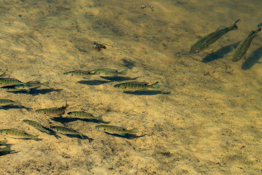 largemouth bass stalking bluegills