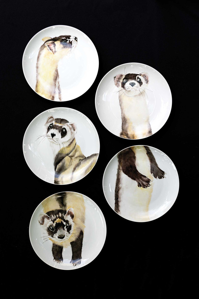 Five plates showing the black-footed ferret.