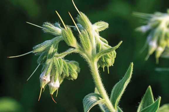 A close-up of marbleseed flower head