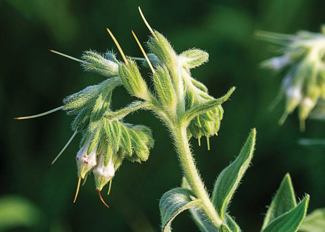 A close-up of marbleseed flower head