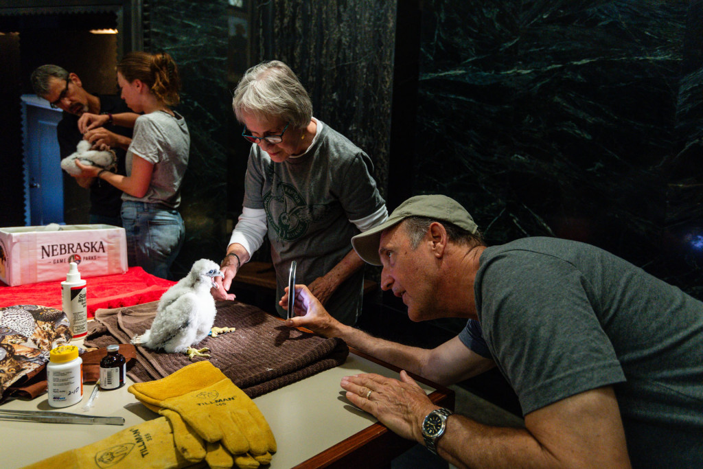 Two wildlife experts give a peregrine falcon chick a checkup.