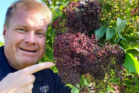 A main points at elderberries on a bush.