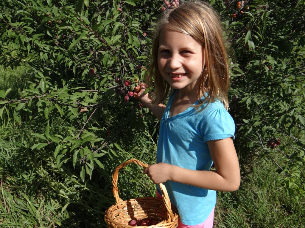 A little girl picks wild plums during summer