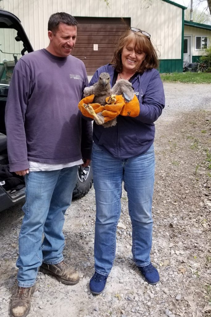 Conservation officer Dina Barta picks up a baby eagle that Justin Remmers and his father rescued on their farm.