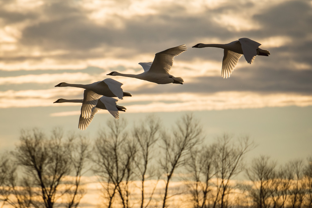 trumpeter swans flying