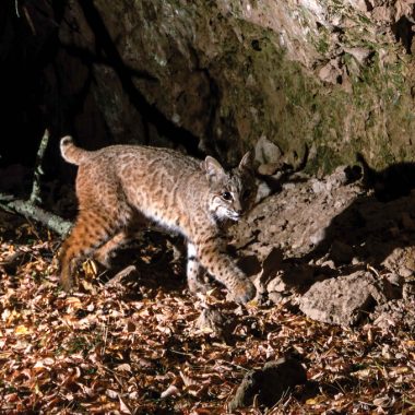 Bobcat walking near cliff