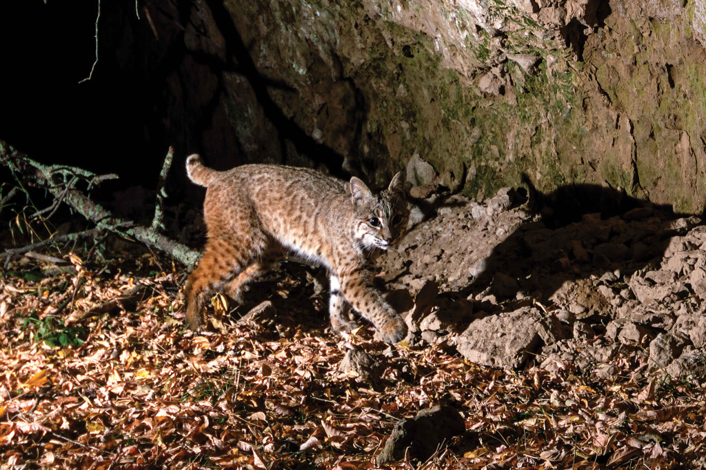 Bobcat walking near cliff