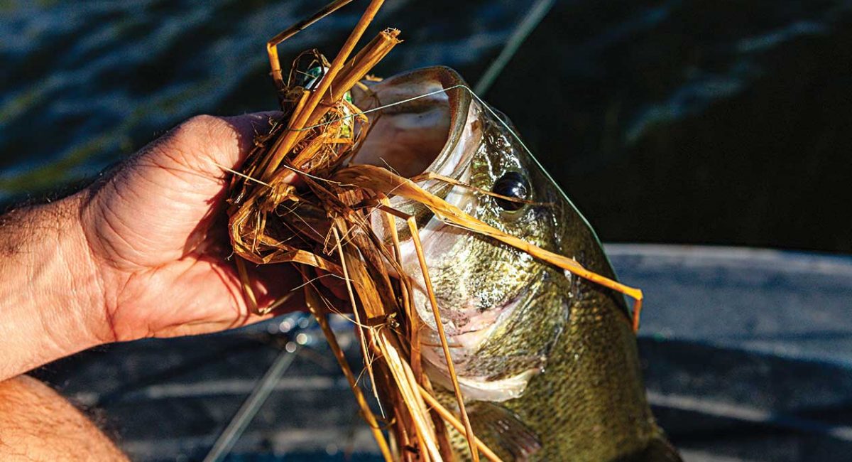 a man pulls a largemouth bass with a jig in its mouth out of the water