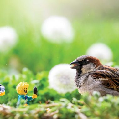 two lego figurines with cameras look like they are photographing a live sparrow