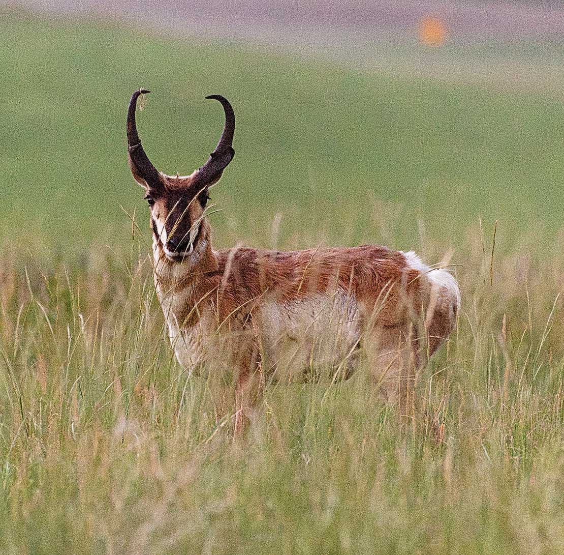 A pronghorn looks at the camera surround by prairie grasses