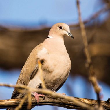 a Eurasian collared-dove sits on a branch