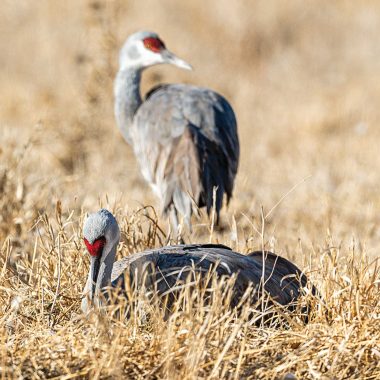 Sandhill crane sleep