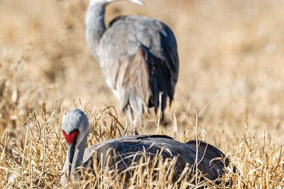 Sandhill crane sleep