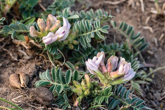 Platte River milkvetch flowering mid-slope on a Platte River bluff in Hamilton County. Seed pods from previous years are visible in the lower left of the photo.