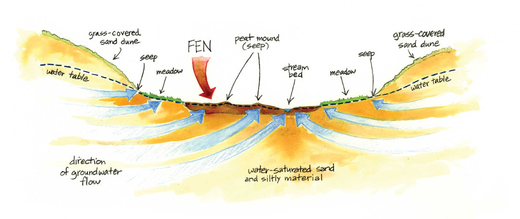 An illustration of how water works its way through a fen wetland