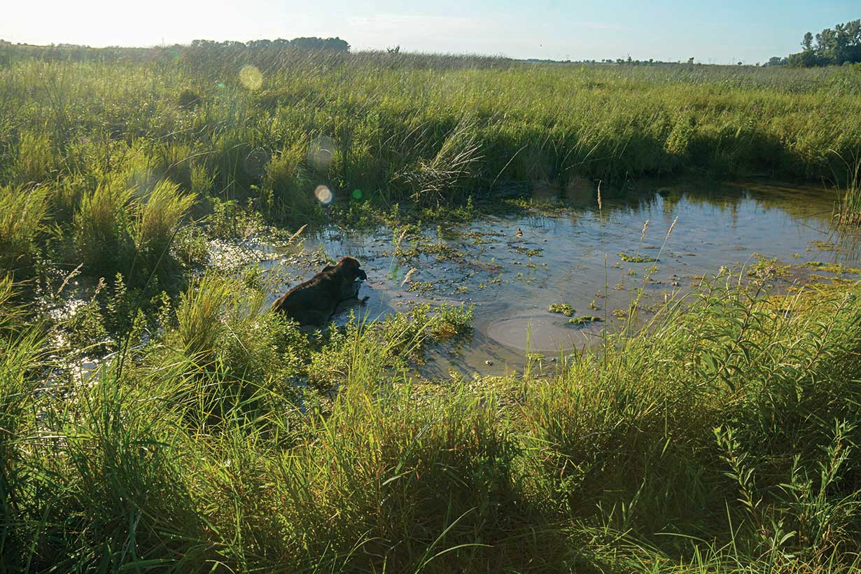 A green-fringed wetland 