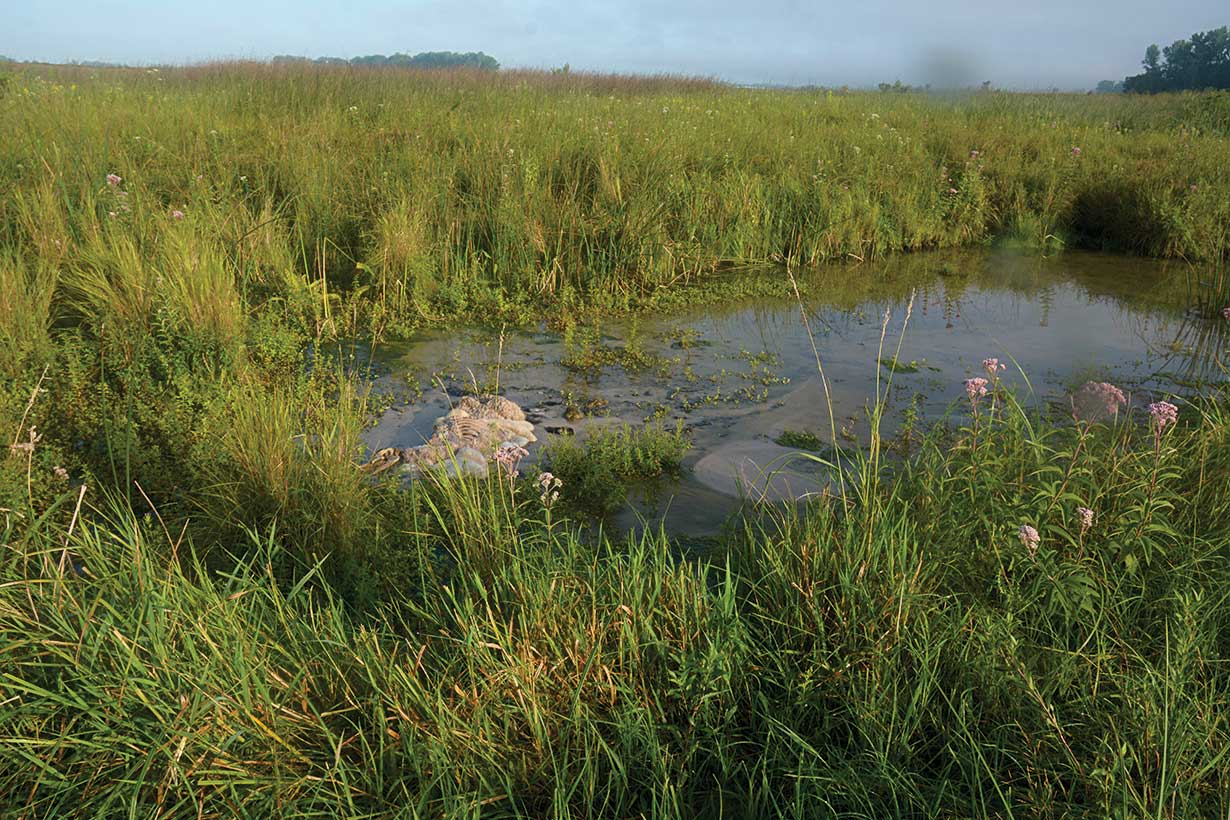 A green-fringed wetland shows the decomposing carcass of a calf stuck in a wetland