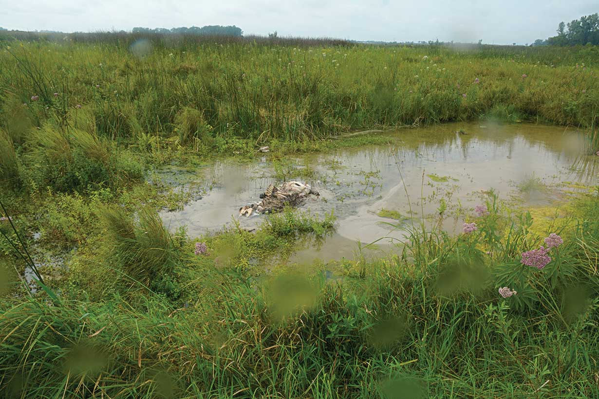 A green-fringed wetland shows the decomposing carcass of a calf stuck in a wetland