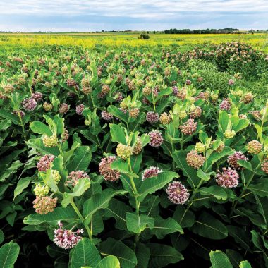 A common milkweed colony on the author’s family prairie rapidly expanded the summer following fall glyphosate spraying of brome and bluegrass.