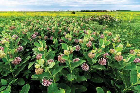 A common milkweed colony on the author’s family prairie rapidly expanded the summer following fall glyphosate spraying of brome and bluegrass.