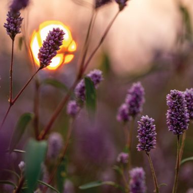 Smartweed, a purple-headed flower, is framed by a rising sun