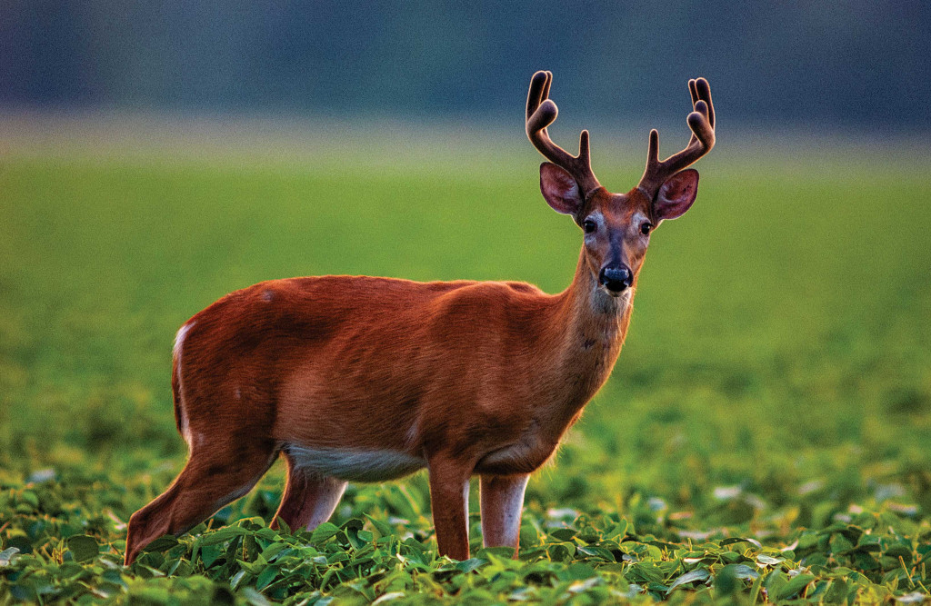 white-tailed deer buck in velvet in a crop field