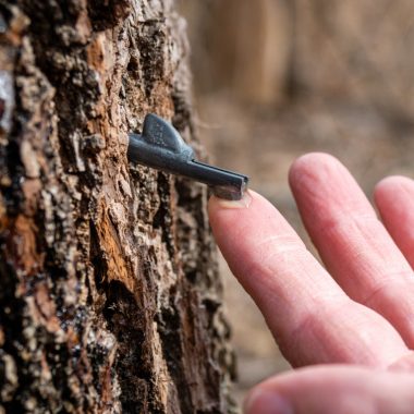 A spile flowing with sap from a black walnut tree.