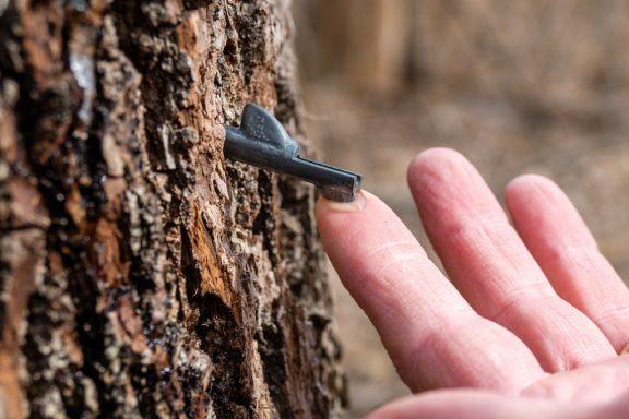 A spile flowing with sap from a black walnut tree.