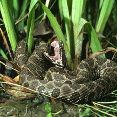 Massasauga rattlesnake showing fangs.