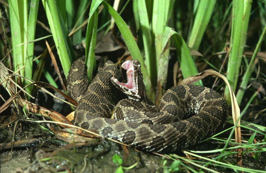 Massasauga rattlesnake showing fangs.