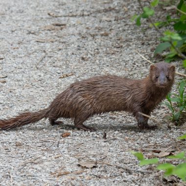 An American mink looks at the camera while it crosses a dirt path into the greenery