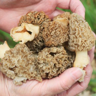 Morel mushrooms