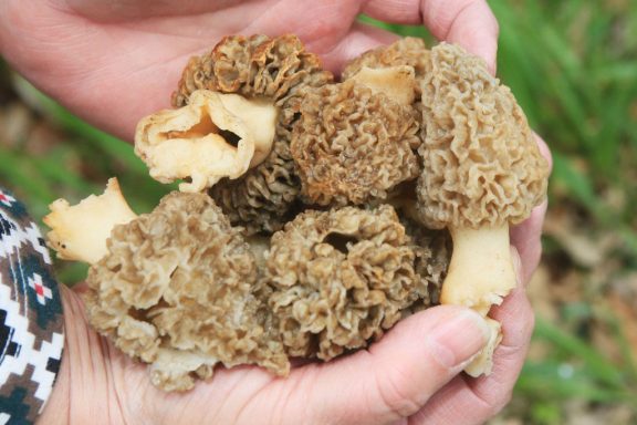 Morel mushrooms