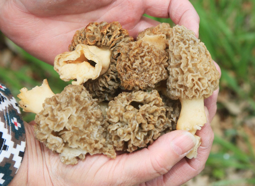 Morel mushrooms