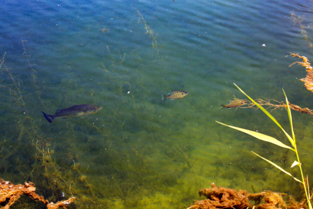 Bass and bluegill swim in water.