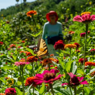 A woman spots a tiger swallowtail butterfly in a garden.